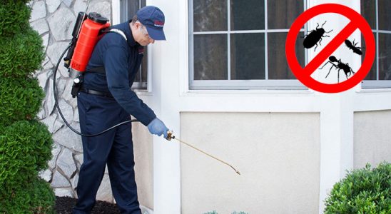 Kaynarca Kemirgen İlaçlama böcek ilaçlama ve haşere kontrolü — ilaclama-tr.com